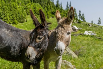 Beautiful couple of donkeys in Carpathians mountains