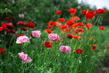 Pink and red poppies in the green grass