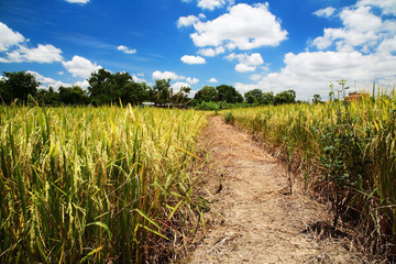 Fototapeta premium paddy field field at harvest