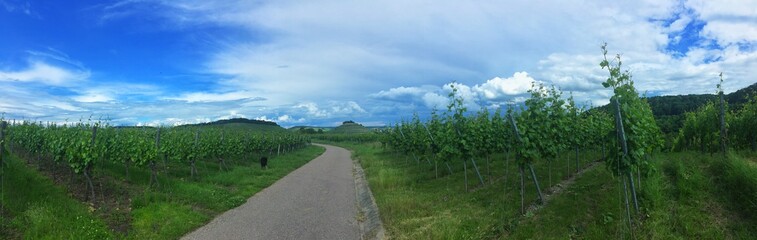 Spaziergang in den Weinbergen