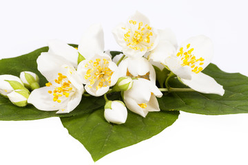 Jasmine flowers on isolated on white background, close up