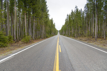 Naklejka premium Highway Through a Forest / Straight road in the woods of fir trees. Wyoming, United States.