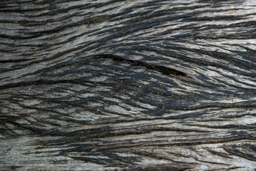 texture of bark wood use as natural background