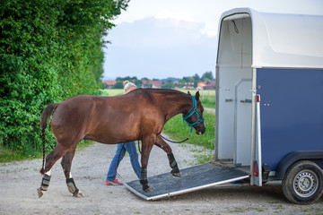 Pferd verladen zum Transport