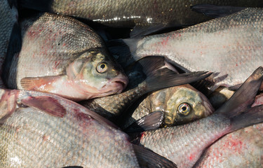 Freshwater fish close up. Heap of bream fish.