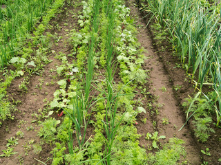 Fototapeta na wymiar growing vegetables in the Vegetable garden