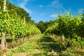 Vineyard in the countryside in Daruvar, Croatia