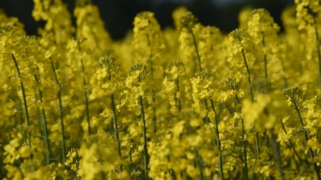 Yellow rape in the wind.

