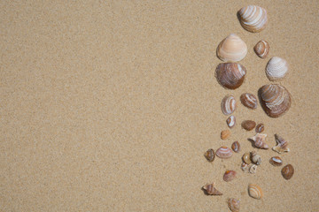 Fototapeta na wymiar Sea shells with sand as background with copy space.