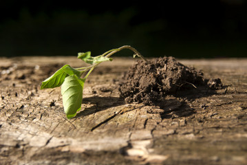 Fototapeta premium Dried plant in a dry land lump desperately needs water to prolong life