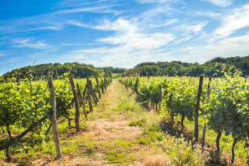 Vineyard in the countryside in Daruvar, Croatia