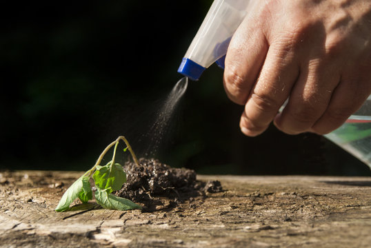 Man Hand Watering Dehydrated Plant And Bring It Back In Life