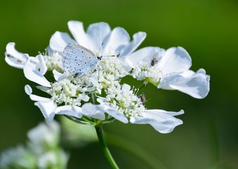 白い花のレースフラワーに白い蝶