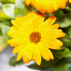 Yellow gerbera in close up