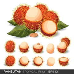 Rambutan Fruit Vector Isolated