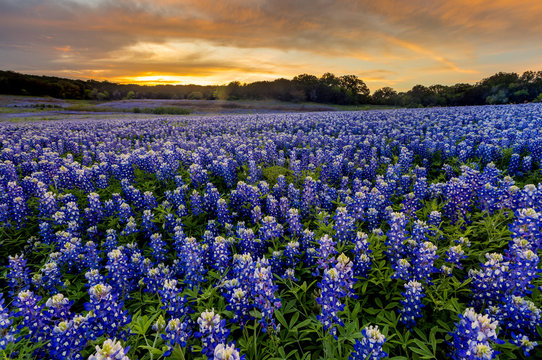 Beautiful Bluebonnets field at sunset near Austin, Texas in spri