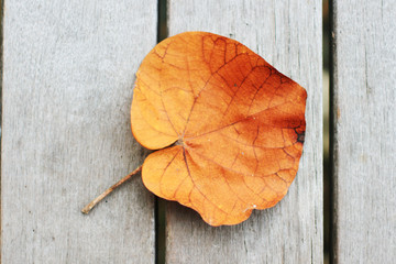 Naklejka na ściany i meble Autumn leaf on wooden textured background