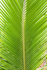 Bright Green palm tree leaf texture use for background