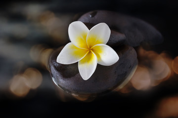Fototapeta na wymiar Charm and harmonious white flower plumeria or frangipani on pebble and water in gold bokeh