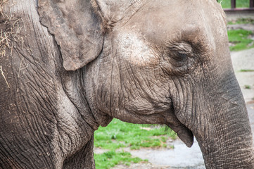 Fototapeta premium Elephant