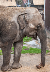 Portrait of elephant