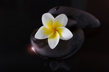 Fototapeta na wymiar Charm and harmonious white flower plumeria or frangipani on pebble and water in the dark