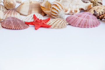 shells and starfish