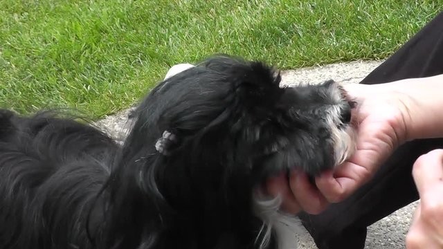 Hund beim Friseur