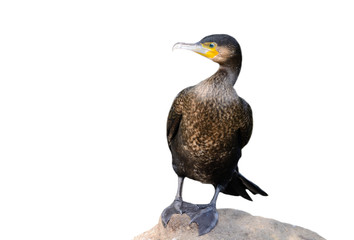 Cormorant on white background Great Cormorant / Phalacrocorax carbo