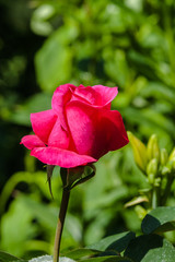 red rose flower close-up