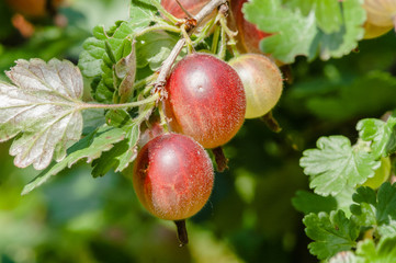 speyuschy large gooseberries on the bush