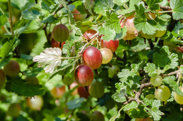 speyuschy large gooseberries on the bush