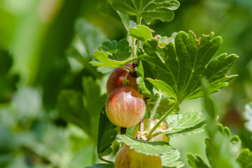 speyuschy large gooseberries on the bush