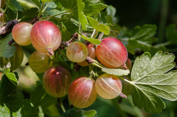 speyuschy large gooseberries on the bush