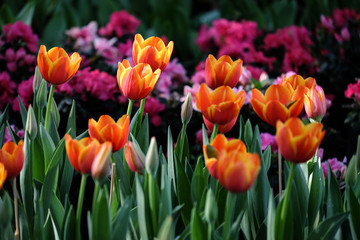 Obraz premium Red tulip blooming in the garden