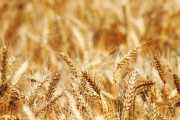 Wheat field background