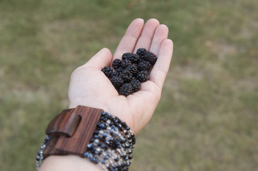 Wild blackberries in the hand