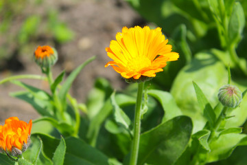 Calendula flowers in garden