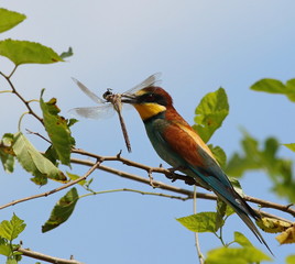 European bee-eater with prey Dragonfly, Merops apiaster