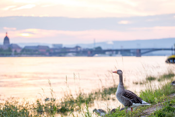 Gänse am Rheinufer in Mainz-Kastel