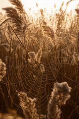 Golden cobweb in the reed under sunlight