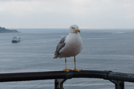 Seagull at sea