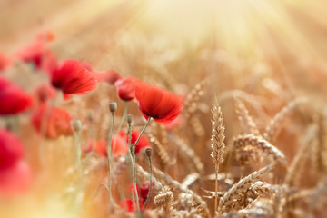 Fototapeta premium Wheat field and red poppy flowers lit by sun rays - beautiful nature