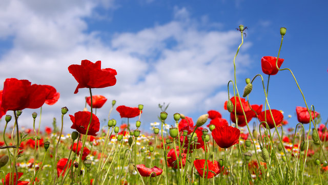 Poppies on blue sky background.