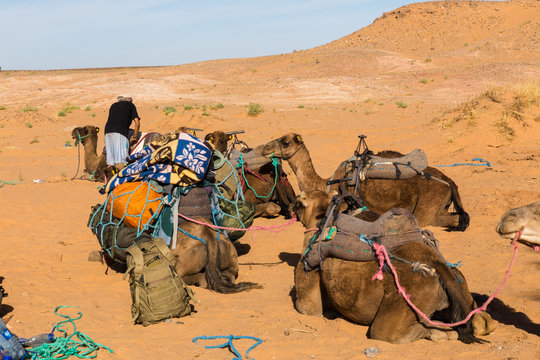 Berber is preparing a caravan in the way