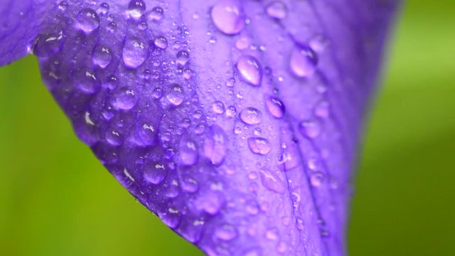 雨上がりの桔梗の花