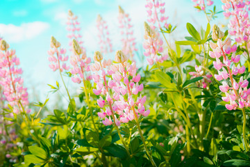 Fototapeta na wymiar Pink lupins flowers at sky background, outdoor floral nature