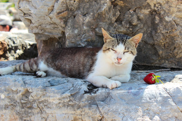 Schlafende Katze auf Stein mit Erdbeere
