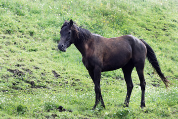 Horse on pasture