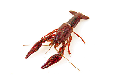 Lobster on a white background